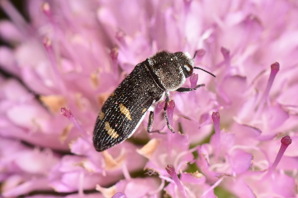 Buprestidae:  Acmaeoderella flavofasciata